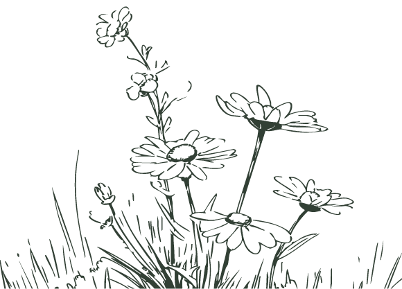 een lijntekening van een aantal bloemen in donker groen